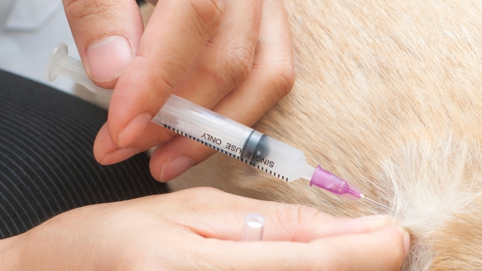 Vaccinations & Microchipping