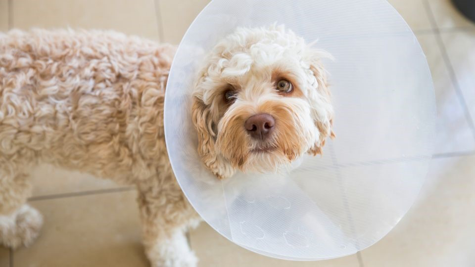 Post-Operative Care for Cats & Dogs
